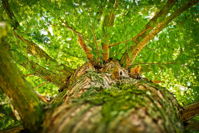 TCM: Ein grüner aufstrebender BAum repräsentiert das Holz Element.