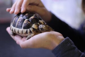 Weiqi - den Schildkrötenpanzer stärken - so stark gegen äußere Einflüsse werden, wie eine Schildkröte